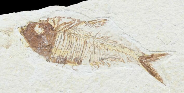 Bargain, Diplomystus Fossil Fish - Wyoming #67939